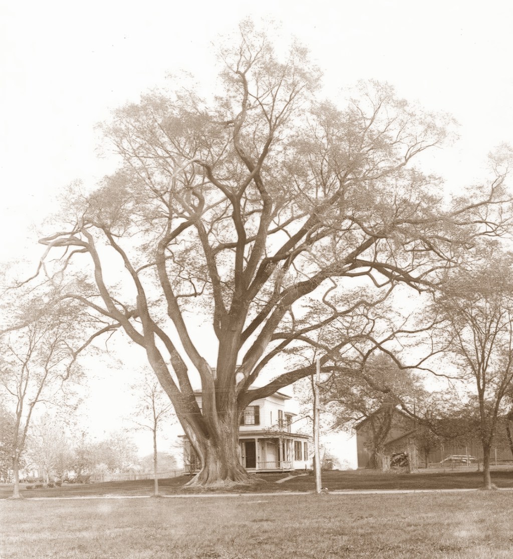 Ces ormes primordiaux à l’écorce sanglante, blasphématoires, ces masures antiques et malsaines&nbsp;!